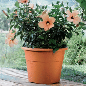 VASO HEDERA TERRACOTTA