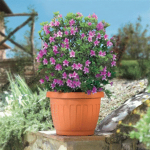 VASO PLASTICA TERRA