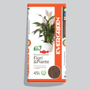 TERRICCIO EVERGREEN